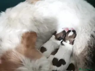 Jack Russell cani Cuccioli di Jack Russell Terrier - Annuncio 28