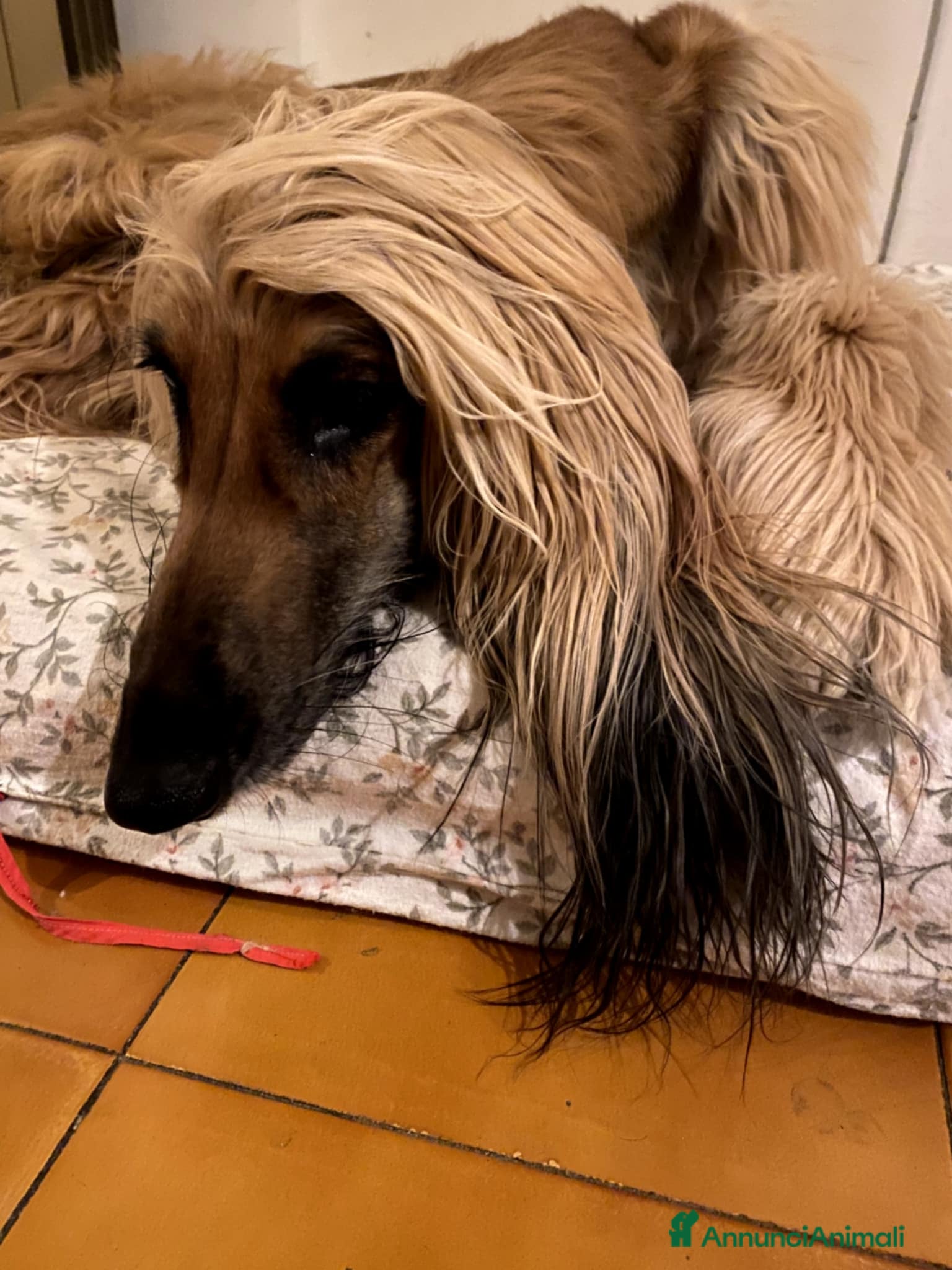 Levriero cani BELLISSIMO CUCCIOLO LEVRIERO AFGANO - Annuncio 1
