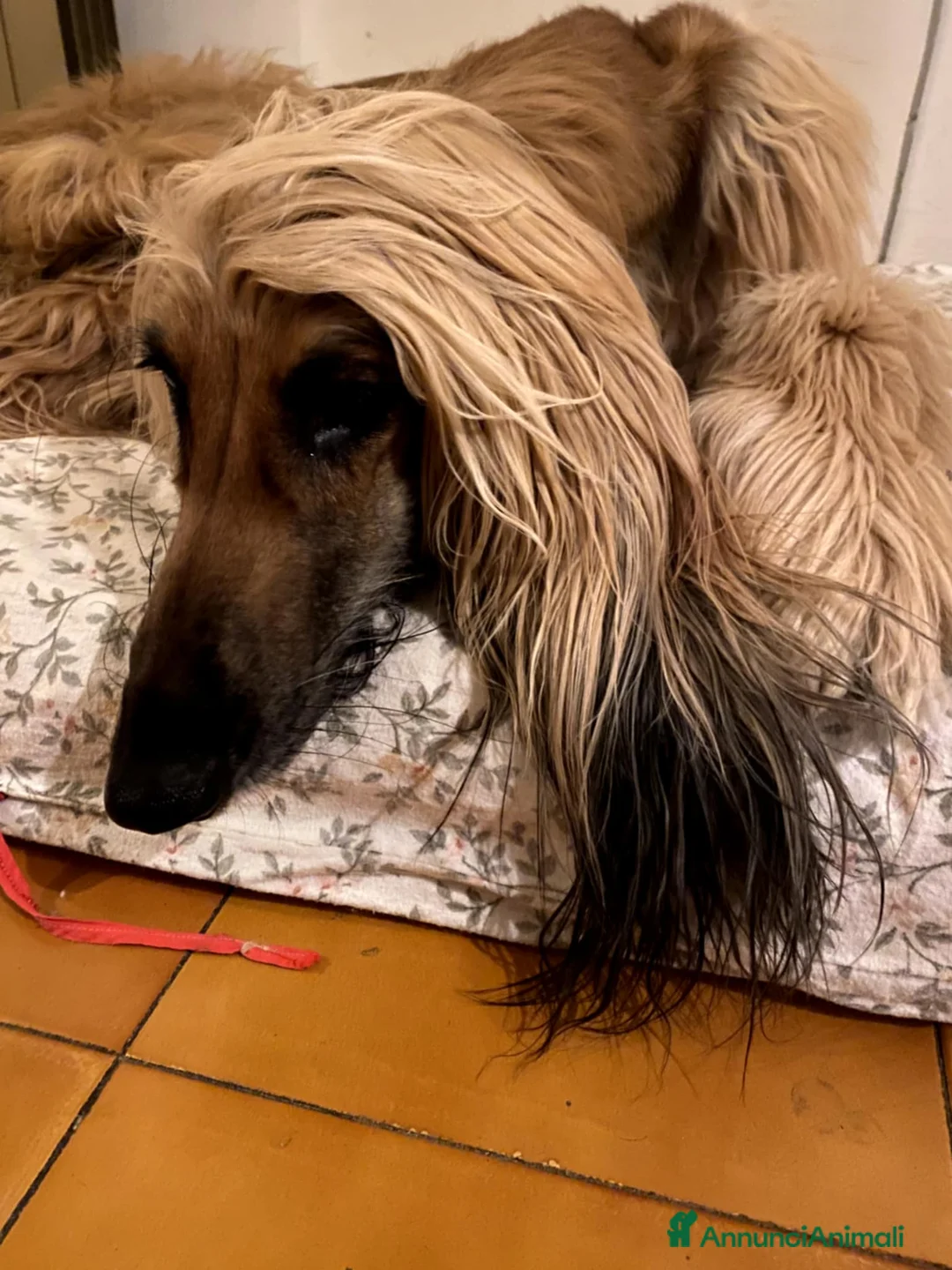 Levriero cani in vendita: BELLISSIMO CUCCIOLO LEVRIERO AFGANO a Provincia di Viterbo - Annuncio 1