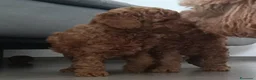 Barboncino cani in vendita: Cuccioli di barboncino red - Annuncio 3