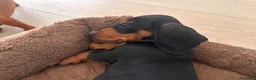 Bassotto cani in vendita: Bassotto nano - Annuncio 4