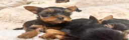Yorkshire cani in vendita: Adorabili Cuccioli di Yorkshire terrier M/F - Annuncio 13