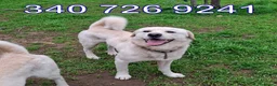 Meticcio cani in regalo: WATSON 💙 coccole, giochi e voglia di vivere a Provincia di Verona - Annuncio 2