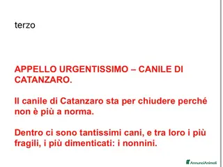 Meticcio cani APPELLO STRA URGENTE IL CANILE CHIUDE!!!!!! - Annuncio 14