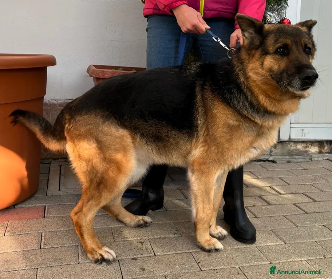 Pastore Tedesco cani in regalo: FEDE DOLCISSIMA PASTORE TEDESCO - Annuncio 8