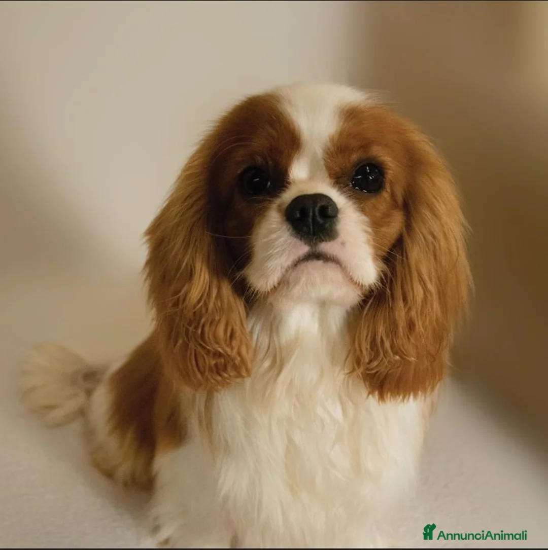 Immagine della galleria {{count}}