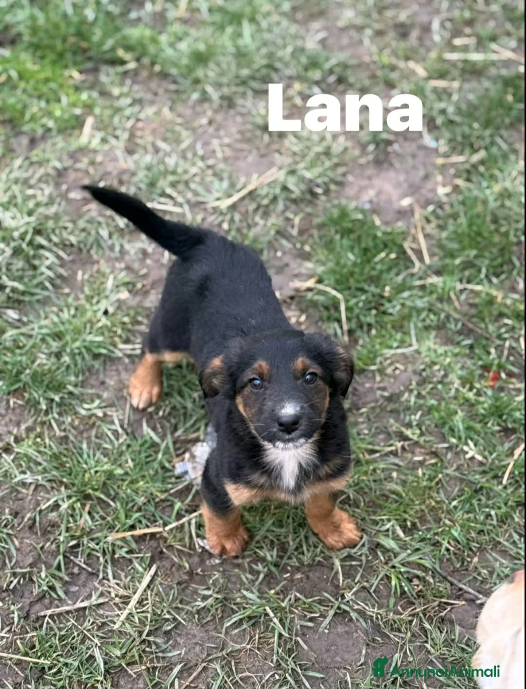 Meticcio cani in regalo: LANA, tenerissima cucciolotta cerca famiglia. - Annuncio 2