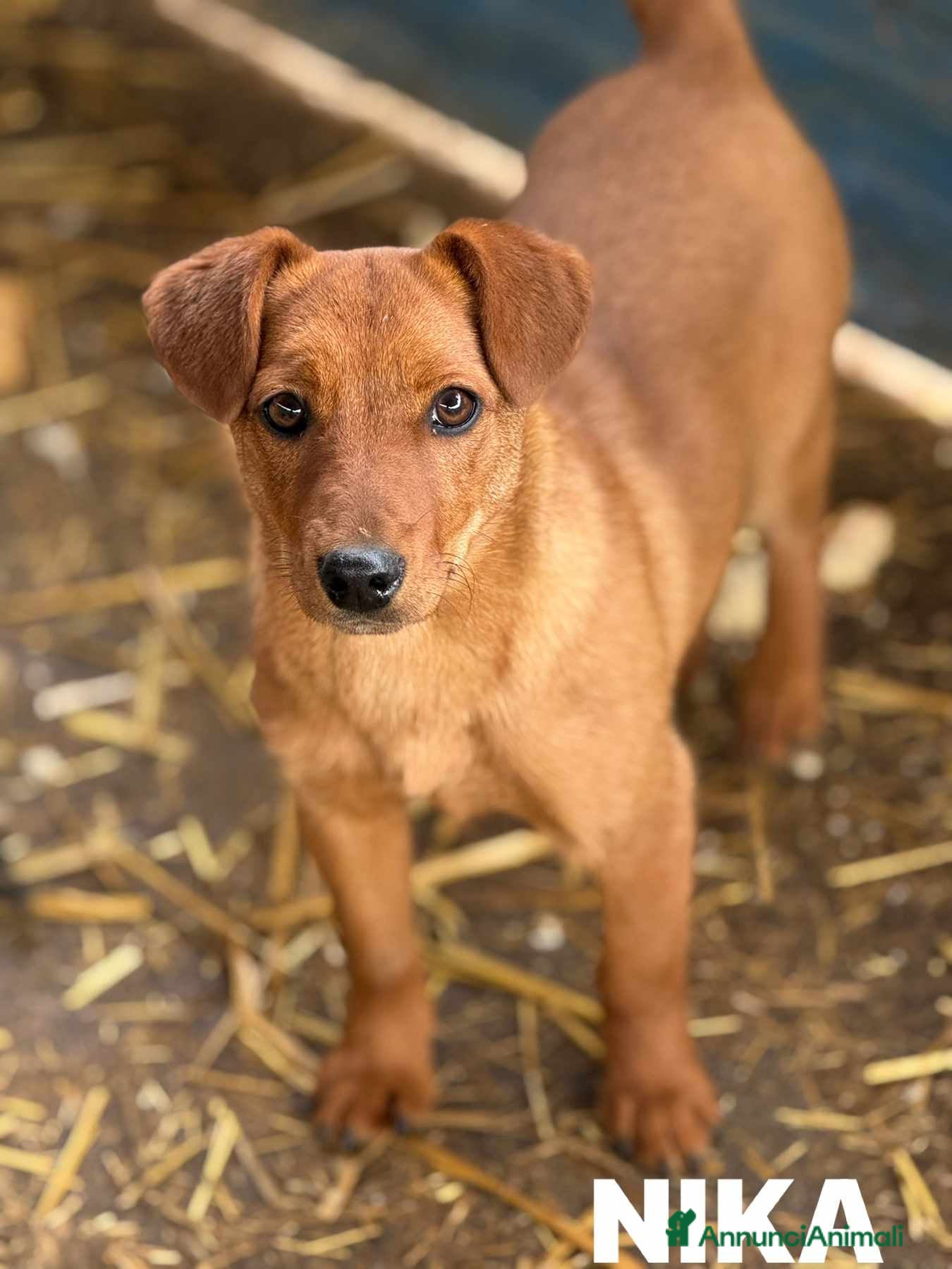 Meticcio cani NIKITA, cucciola mix PINSCHER! Dolcissima - Annuncio 1