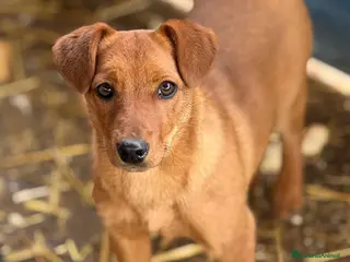 Meticcio cani NIKITA, cucciola mix PINSCHER! Dolcissima - Annuncio 1