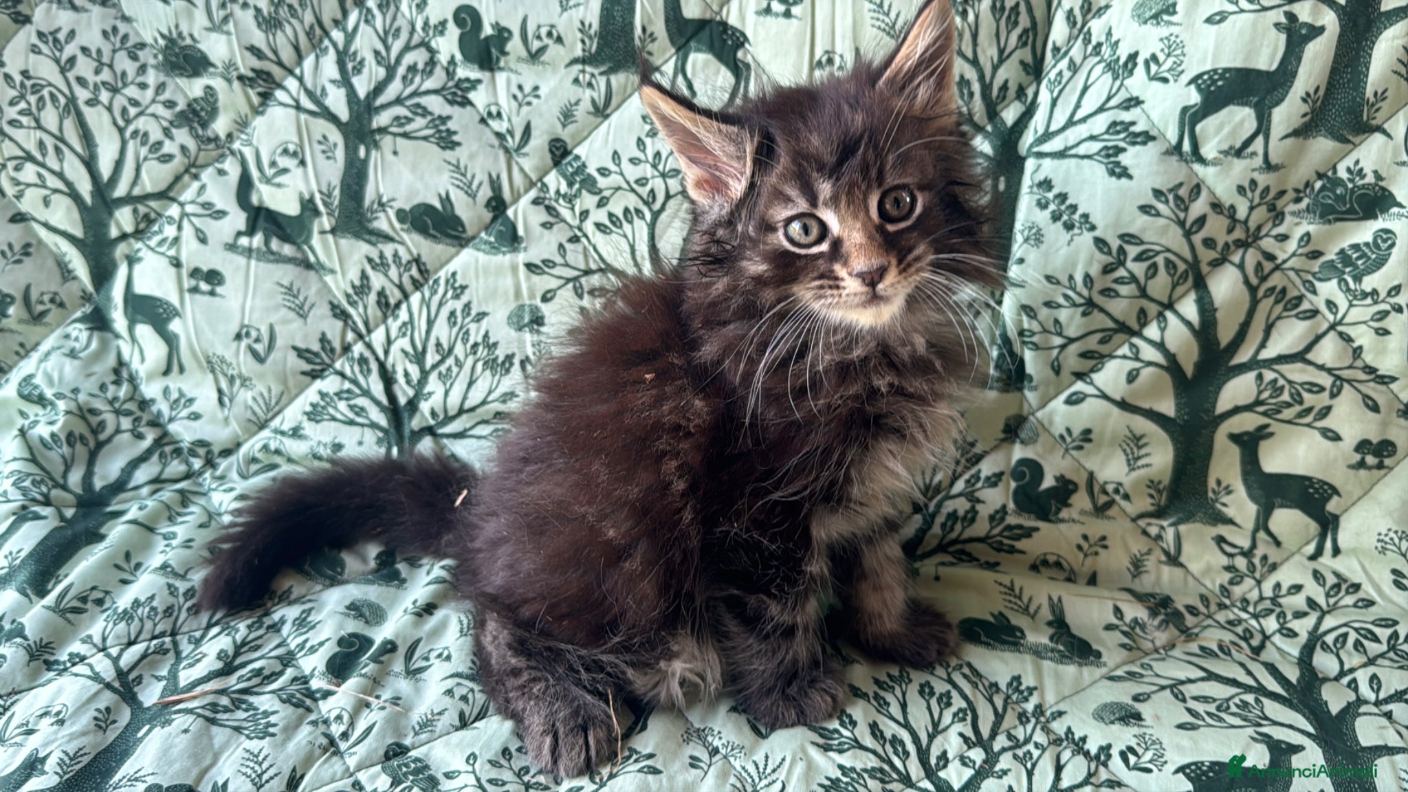 Maine Coon gatti in vendita: Cucciolo maine coon castano bellissimo  - Annuncio 4