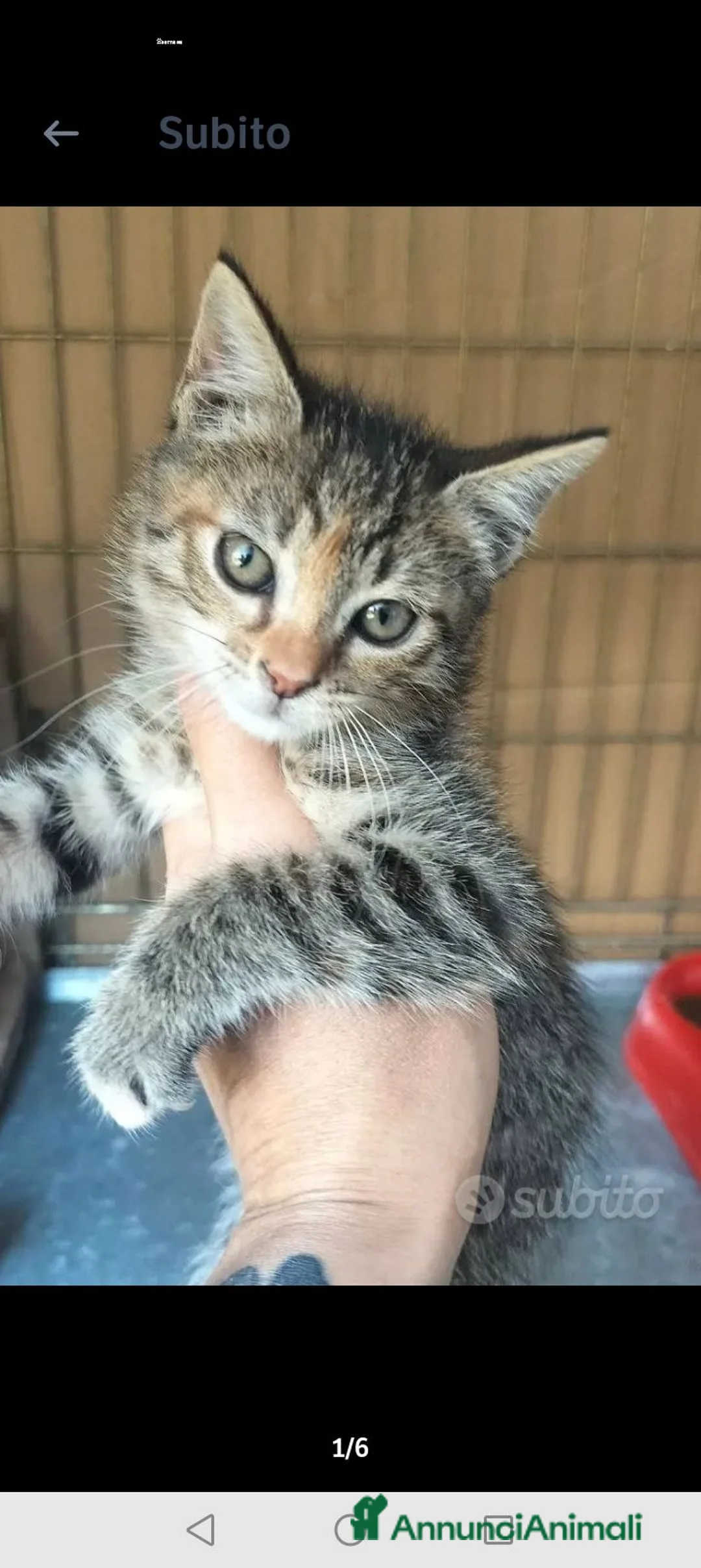 Meticcio gatti in regalo: BOLOGNA 3 mesi e mezzo micetta a BOLOGNA  - Annuncio 9