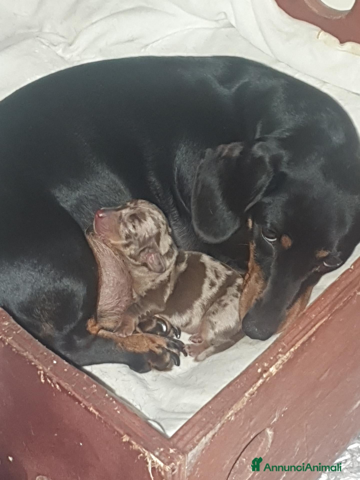 Bassotto cani Bassotto pelo corto maschio arlecchino cioccolato  - Annuncio 4
