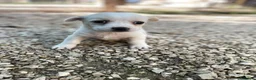 Meticcio cani in regalo: KINDER DUPLO MENTINA E NOCCIOLINA a Città metropolitana di Roma Capitale - Annuncio 11