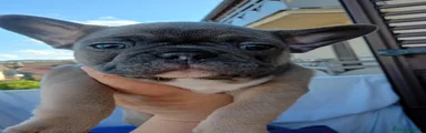 Bulldog Francese Cucciolo 3