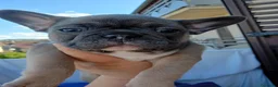 Bulldog Francese cani in vendita: Cuccioli di bulldog francese a Provincia di Perugia - Annuncio 19