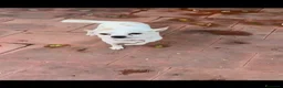 Chihuahua cani in regalo: BUDINO, CHIHUAHUA DI 3 ANNI CERCA CASA  - Annuncio 4