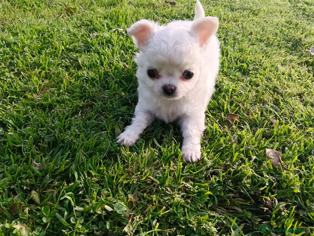 Chihuahua cani in vendita: Otello&Febo a Provincia di Treviso - Annuncio 2