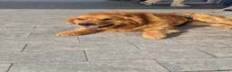 Golden Retriever cani per accoppiamento: Maschio inglese per monta - Annuncio 9