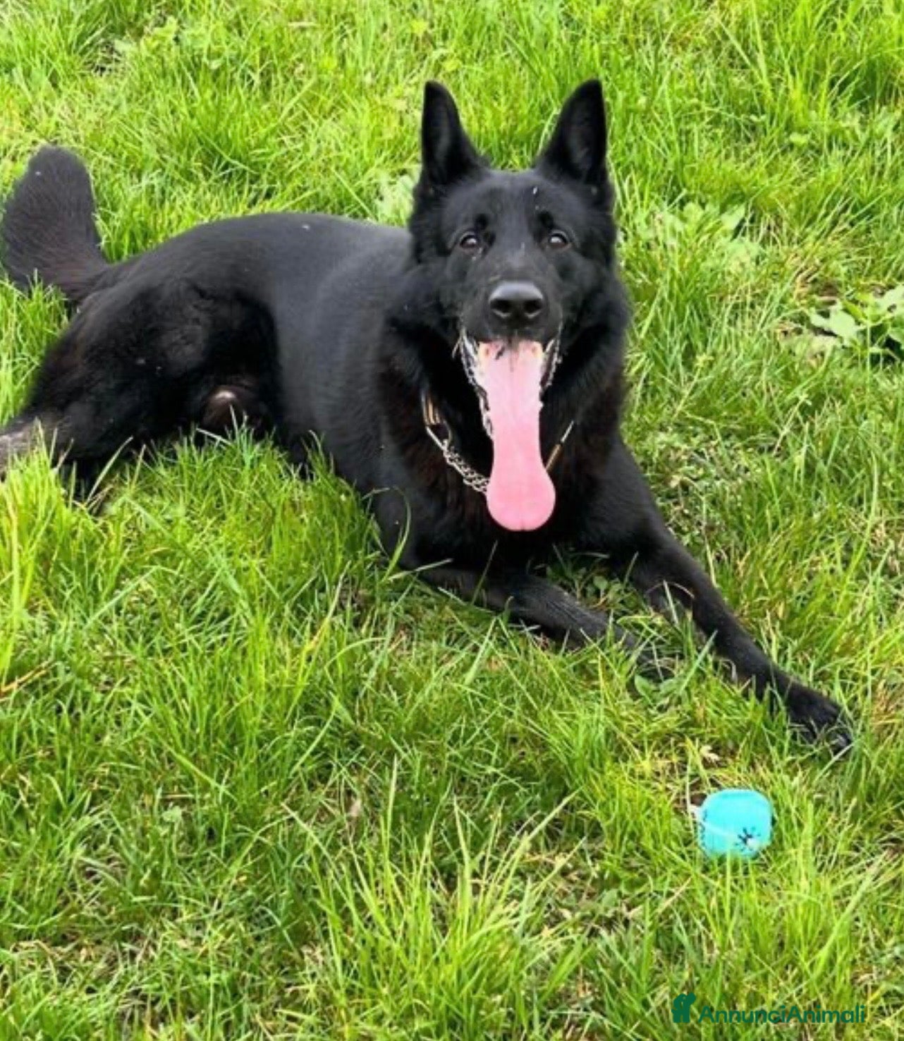 Pastore Tedesco cani Sirius splendido pastore tedesco con pedigree  - Annuncio 2