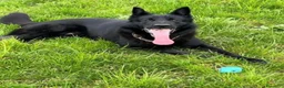 Pastore Tedesco cani in regalo: Sirius splendido pastore tedesco con pedigree  - Annuncio 1