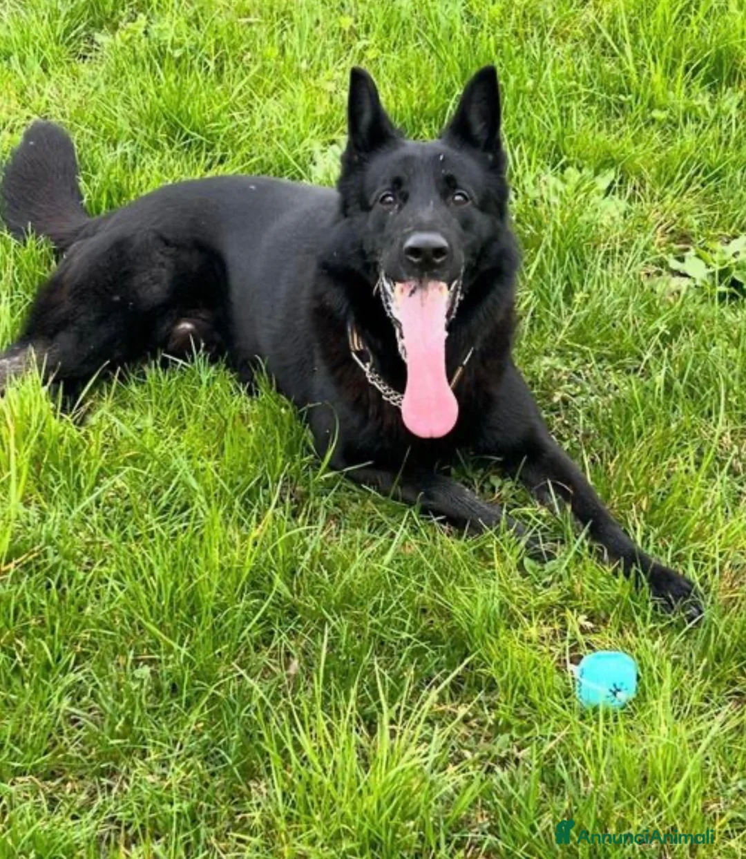 Pastore Tedesco cani in regalo: Sirius splendido pastore tedesco con pedigree  - Annuncio 1