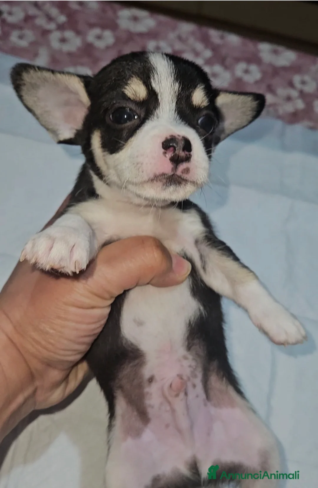 Chihuahua cani in vendita: Chihuahua mini toy - Annuncio 10