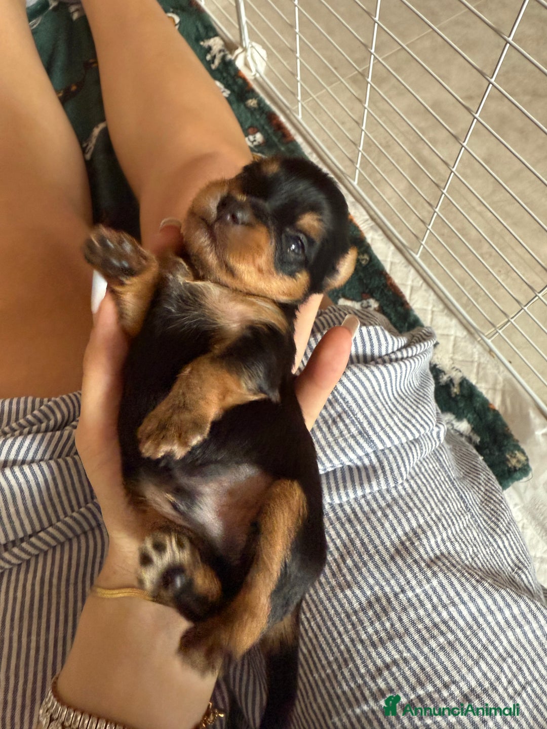 Yorkshire cani in vendita: cucciolo yourkshire terrier  a Città Metropolitana di Bologna - Immagine 6
