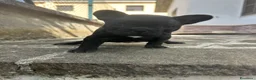 Bulldog Francese cani in vendita: bulldog francese nero tigrato  - Annuncio 11
