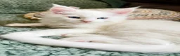 Maine Coon gatti in vendita: Gattini Maine coon di razza pura - Annuncio 11