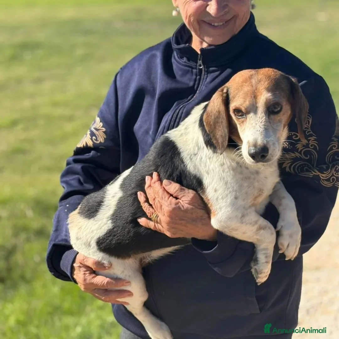 Altre razze cani in regalo: Giulio incrocio beagle jack russell cerca casa - Annuncio 4