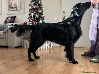 Flat Coated cani Cuccioli di Flat Coated retriever - Annuncio 1
