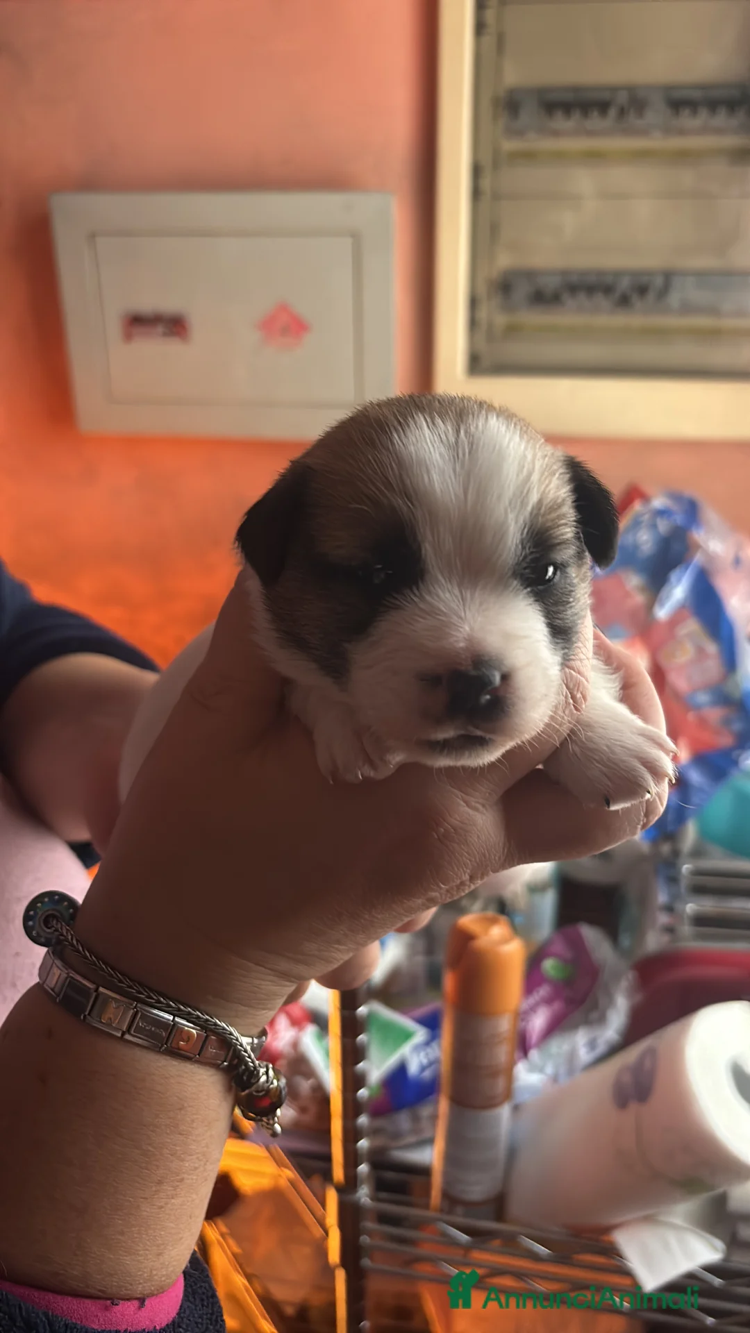 Jack Russell cani in vendita: Cuccioli dí jack russel terrier - Annuncio 4