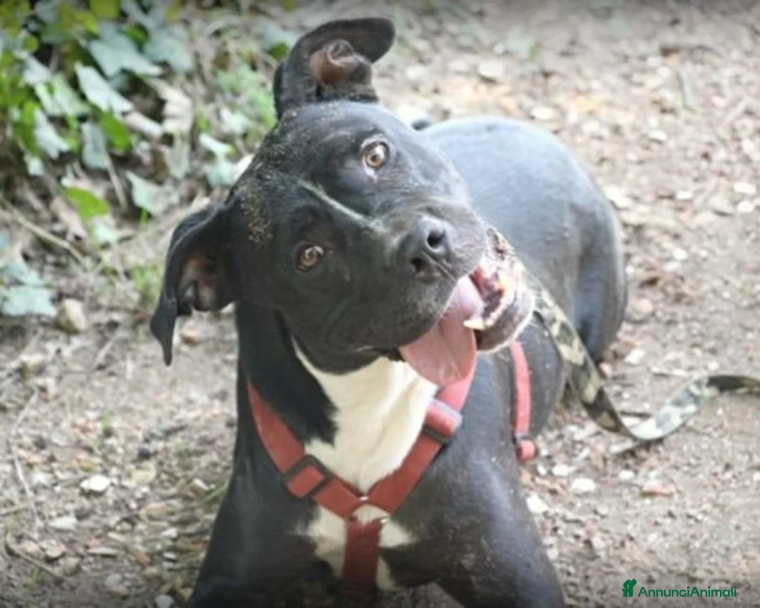 American Staffordshire cani in regalo: Pitbull mollato 3anni fa legato ad 1pianta ROMA a Roma - Annuncio 4