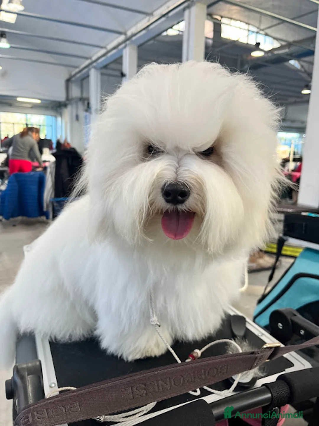 Immagine della galleria {{count}}