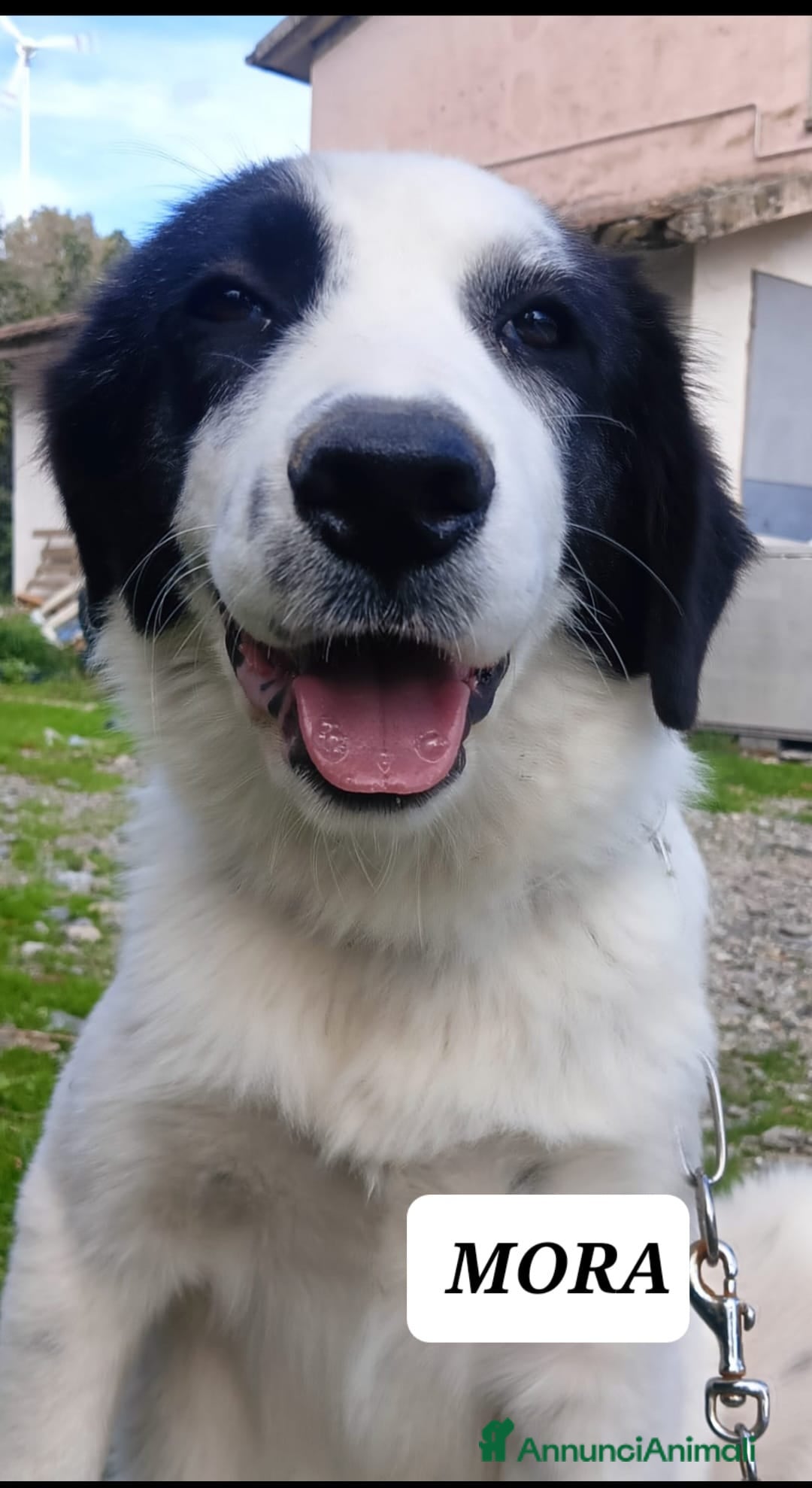 Meticcio cani in regalo: Mora bella tranquilla dolcissima - Annuncio 6