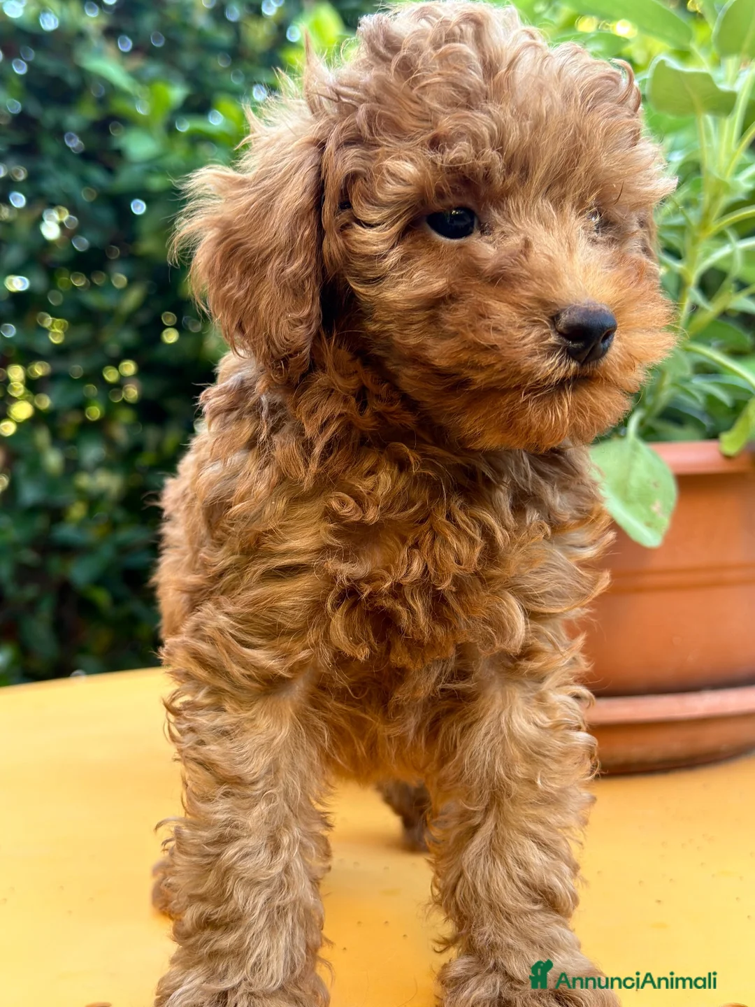 Barboncino Toy cani in vendita: Sonny barboncino Toy  - Annuncio 2