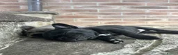 Bulldog Francese cani in vendita: bulldog francese nero tigrato  - Annuncio 9