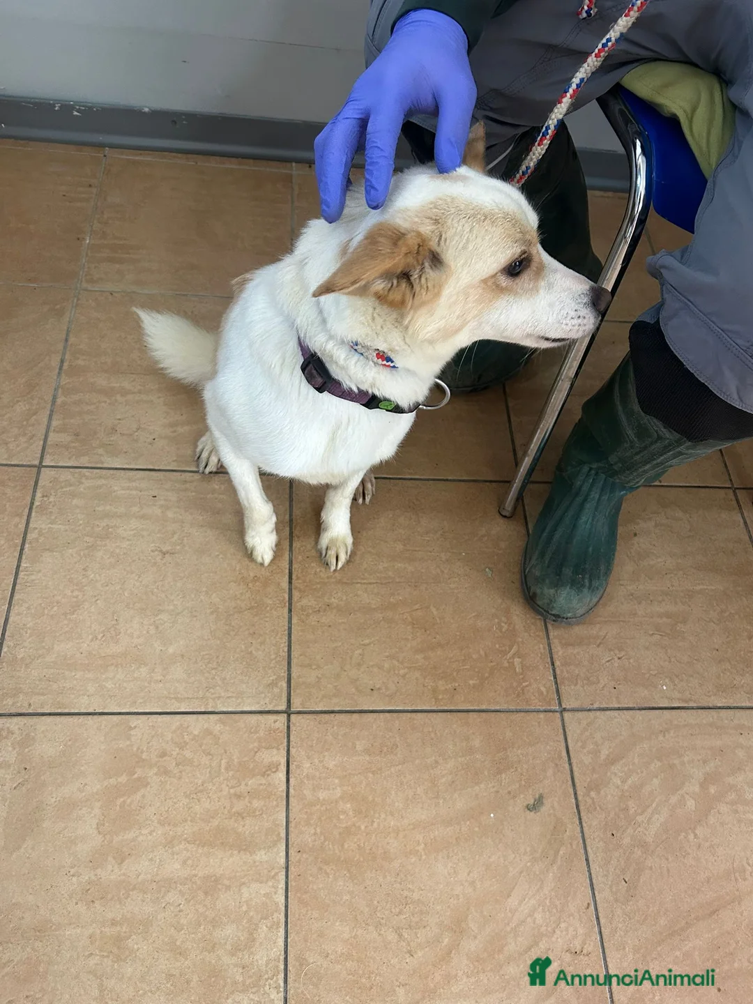 Meticcio cani in regalo: Giotto, piccolo Meticcio maschio in Canile - Annuncio 6