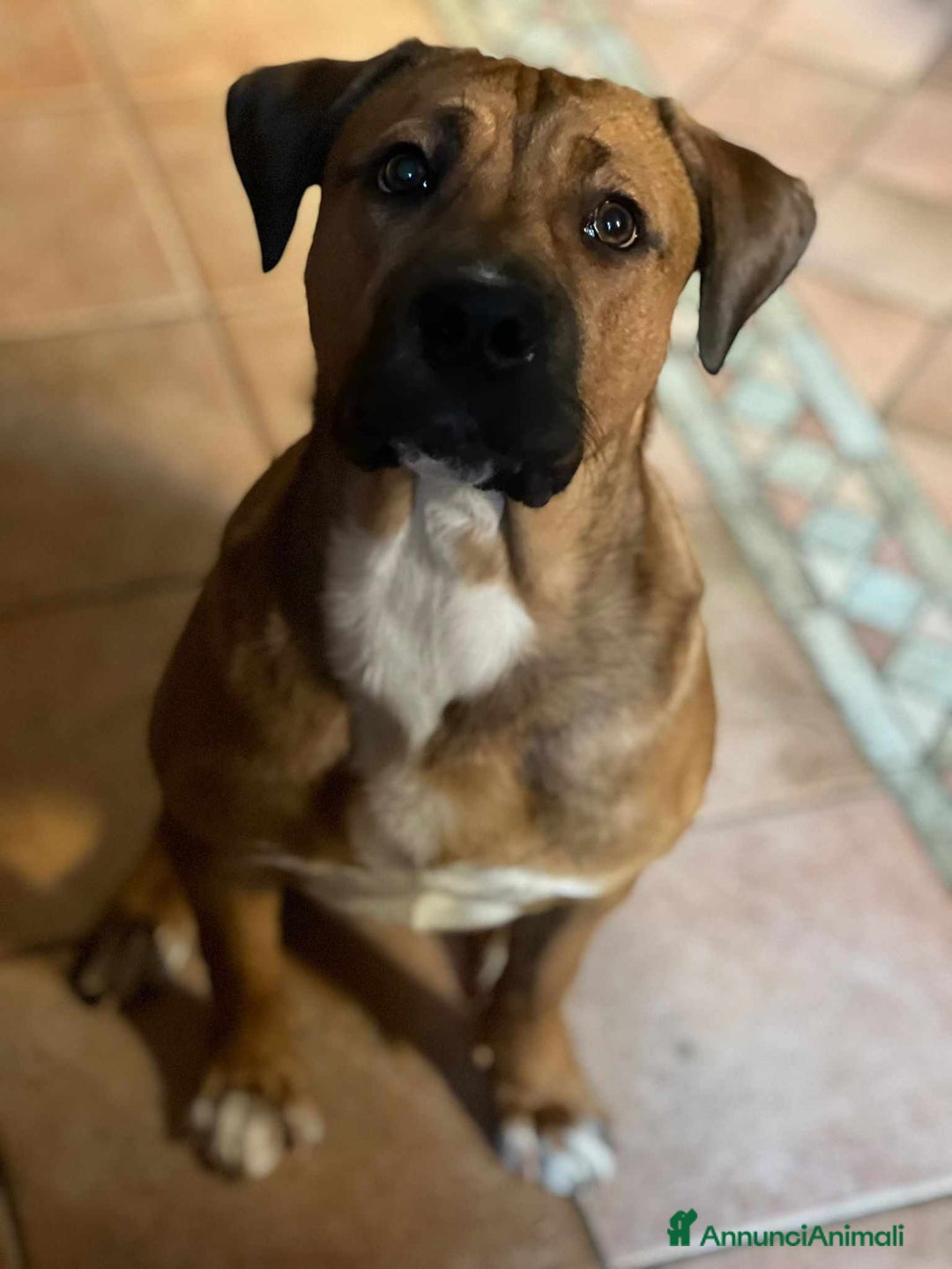 Cane Corso cani in regalo: OSCAR, simpaticissimo MOLOSSINO! - Annuncio 5