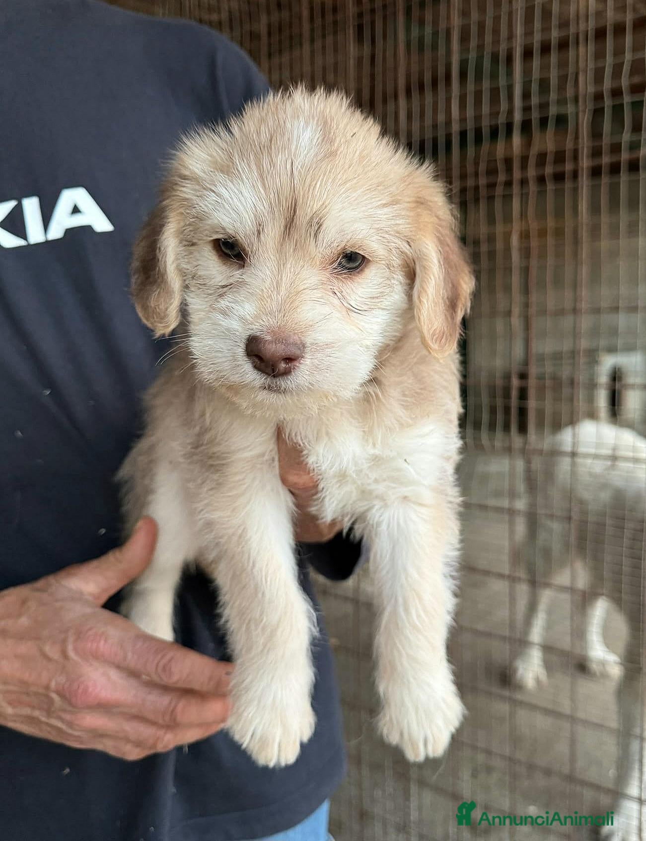 Meticcio cani Tatiana 2 mesi mix lagotto - Annuncio 21