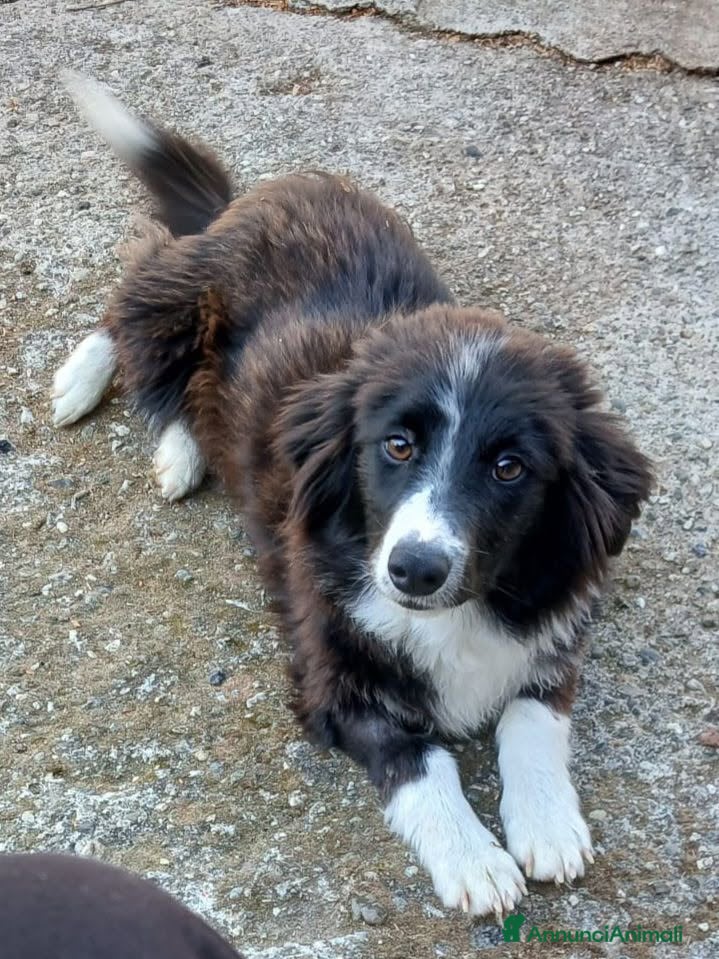 Volpino Italiano cani Marco - Annuncio 13