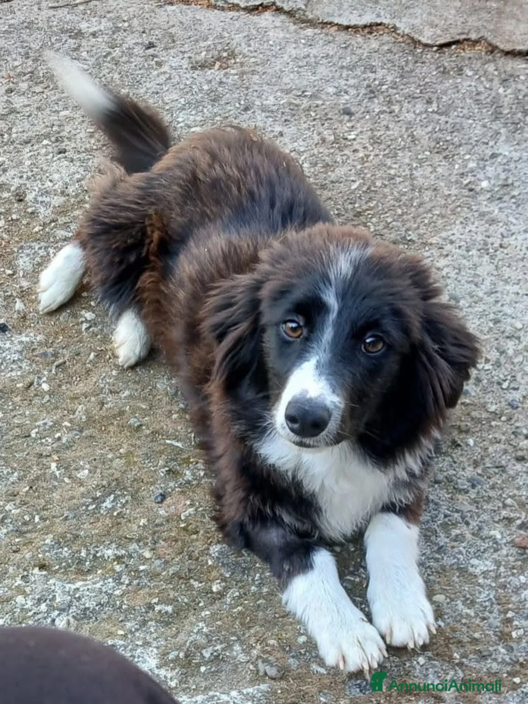 Volpino Italiano cani in regalo: Marco - Annuncio 1