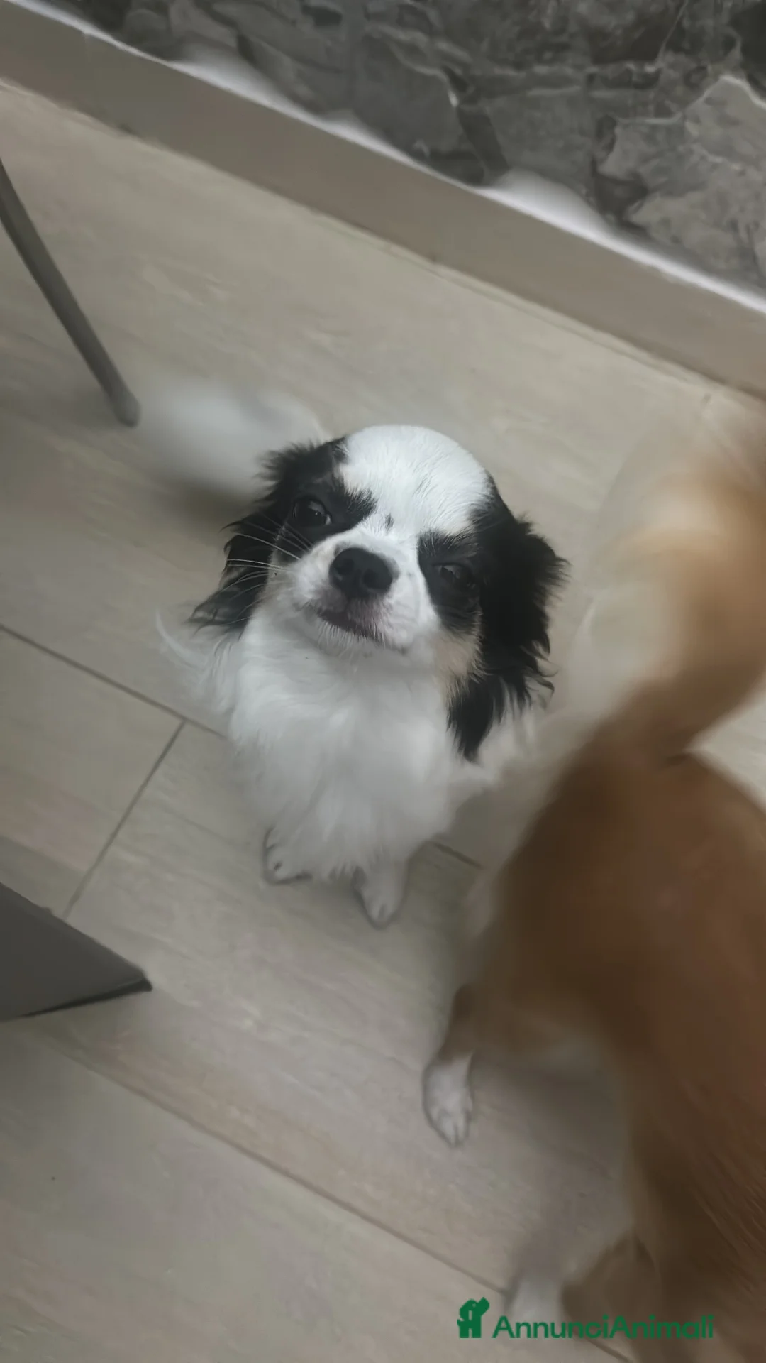 Chihuahua cani per accoppiamento: CERCO FIDANZATA  - Annuncio 3