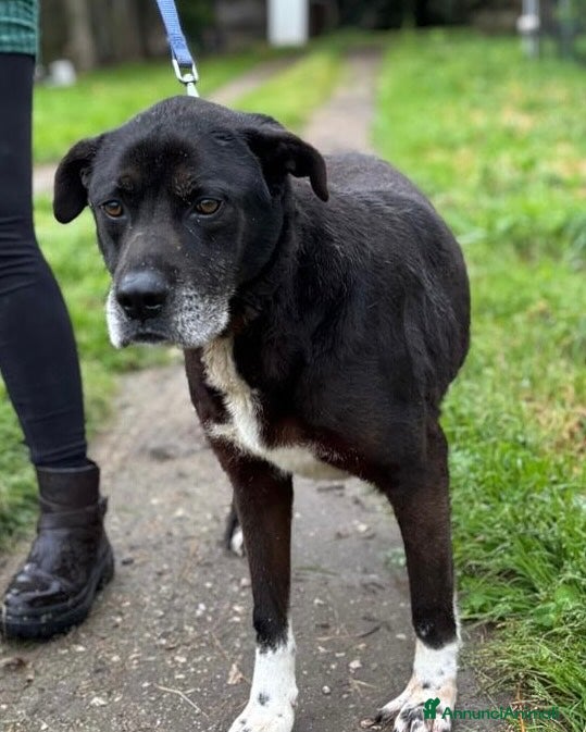 Meticcio cani ROCKY 8 anni cerca casa - adozione del cuore! a Provincia di Latina - Annuncio 22