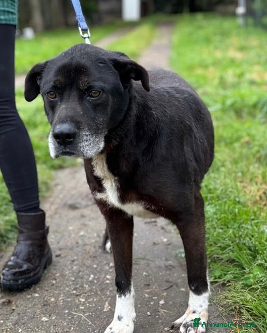 Meticcio cani in regalo: ROCKY 8 anni cerca casa - adozione del cuore! a Provincia di Latina - Annuncio 1
