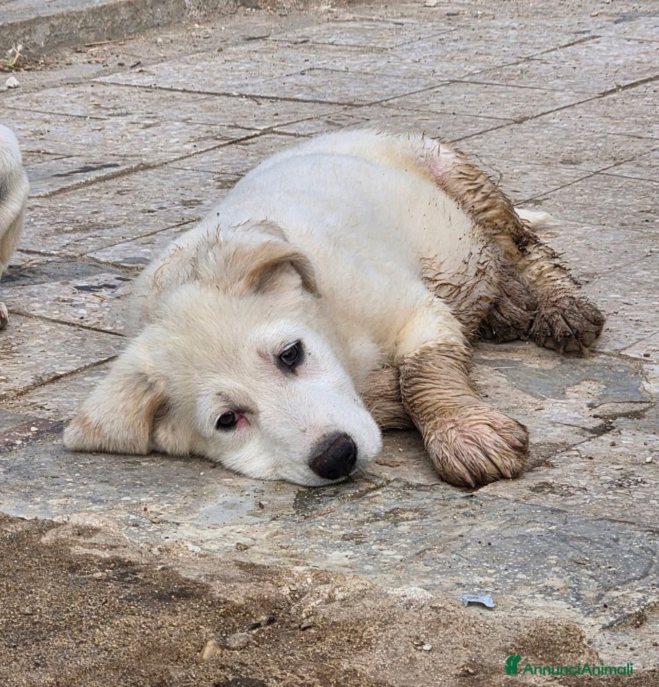 Meticcio cani Rambo favoloso cucciolo taglia grande  - Annuncio 16