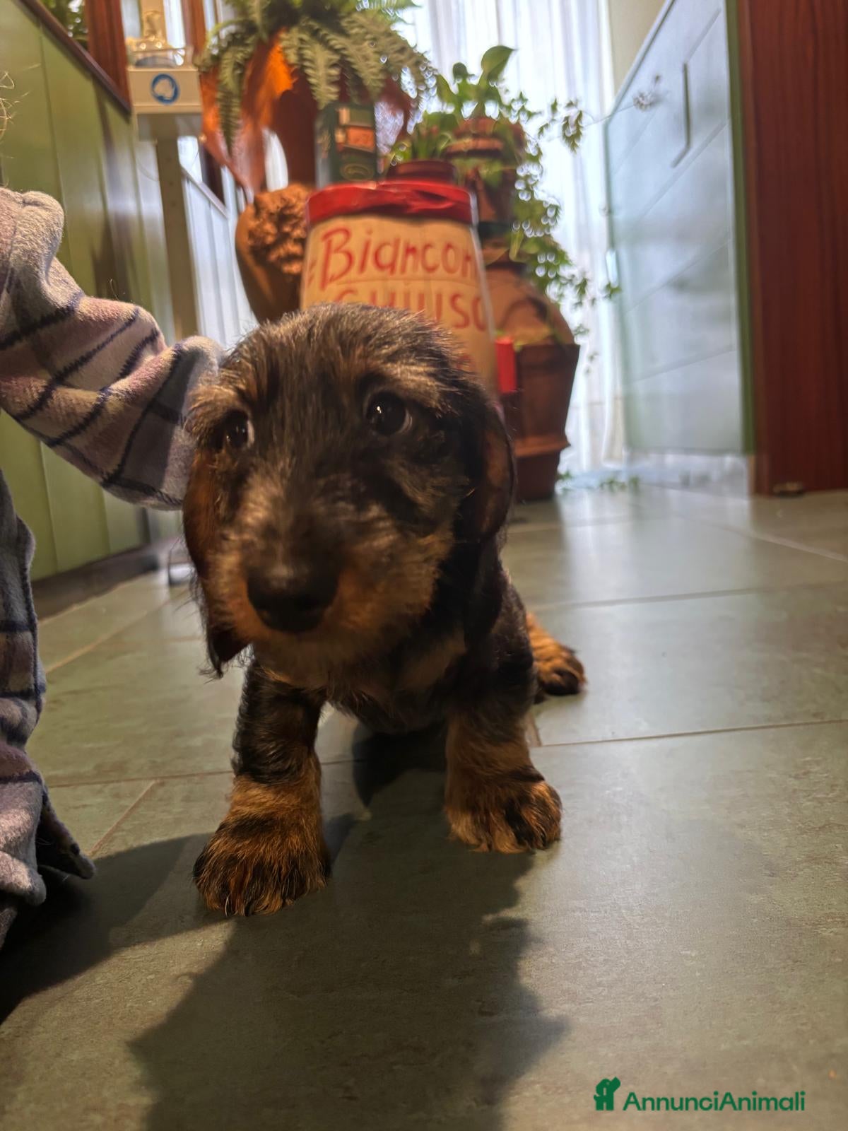 Bassotto cani Si vende bassotto nano tedesco a pelo duro - Annuncio 4