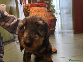 Bassotto cani Si vende bassotto nano tedesco a pelo duro - Annuncio 4