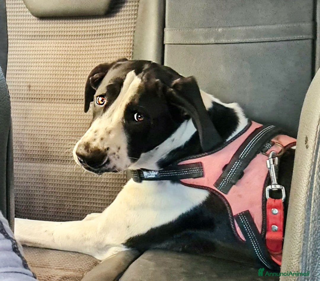 Alano cani in regalo: beatrice cucciola stupenda - Annuncio 3