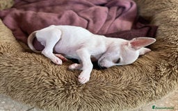 Meticcio cani in regalo: Nello, 30 giorni  a Provincia di Bergamo - Immagine 4